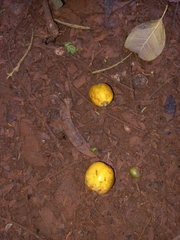 Chrysophyllum