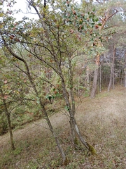 Karpatiosorbus meyeri