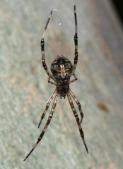 Janula