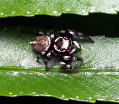 Maratus scutulatus