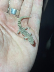 Mediodactylus orientalis