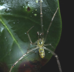 Thwaitesia nigronodosa