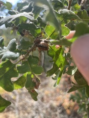 Disholcaspis eldoradensis
