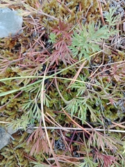 Pulsatilla vulgaris