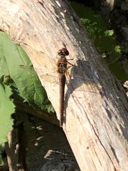 Sympetrum striolatum