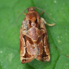 Archips oporana