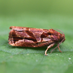 Archips oporana