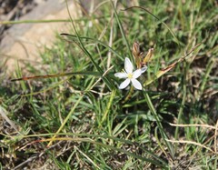 Chlorophytum graminifolium