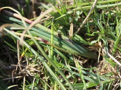 Chlorophytum graminifolium