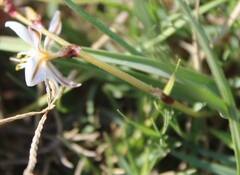 Chlorophytum graminifolium