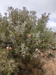 Protea laurifolia