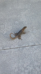 Leiocephalus carinatus