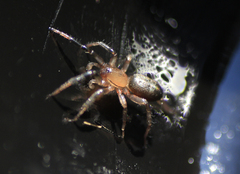 Drassyllus