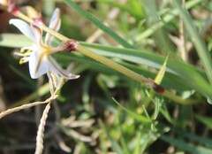 Chlorophytum graminifolium