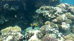 Pygoplites diacanthus