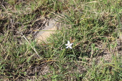 Chlorophytum graminifolium