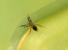 Drassyllus