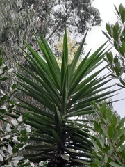 Yucca gigantea