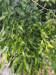 Salvadora oleoides