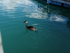 Podiceps cristatus australis