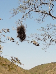 Phacellodomus rufifrons