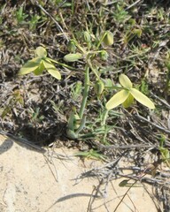 Albuca acuminata