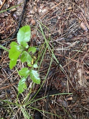 Ulmus thomasii