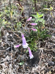 Penstemon hirsutus