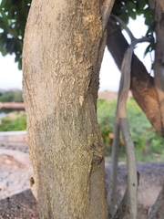 Salvadora oleoides