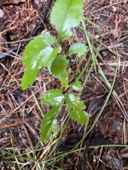 Ulmus thomasii