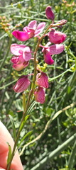 Polygala bowkerae