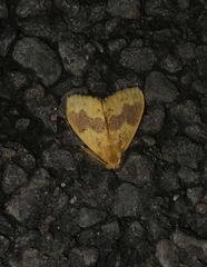 Euproctis purpureofasciata
