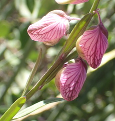 Polygala bowkerae