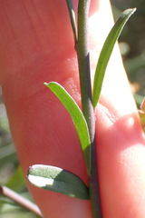 Polygala bowkerae