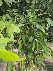 Salvadora oleoides