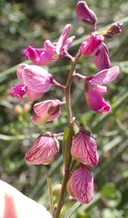 Polygala bowkerae