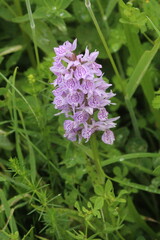 Dactylorhiza