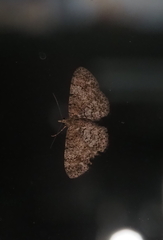 Catoria sublavaria