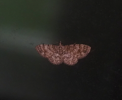 Catoria sublavaria