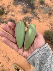 Leichhardtia australis