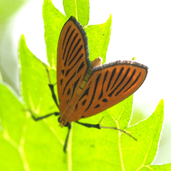 Tyspanodes striatus
