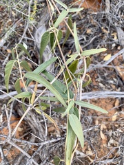 Leichhardtia australis