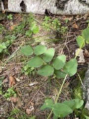 Vicia pisiformis