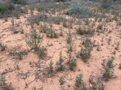 Pterocaulon sphacelatum