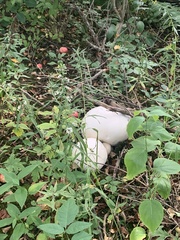 Calvatia gigantea