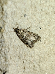 Eudonia mercurella