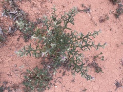 Pterocaulon sphacelatum