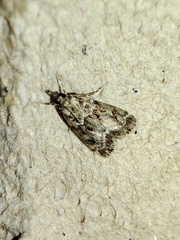 Eudonia mercurella