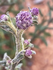Pterocaulon sphacelatum