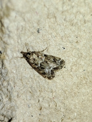 Eudonia mercurella
